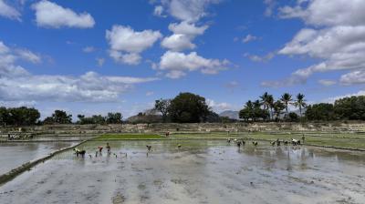 People working in a flooded rice paddy under a blue sky with scattered clouds.